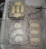 eggs
