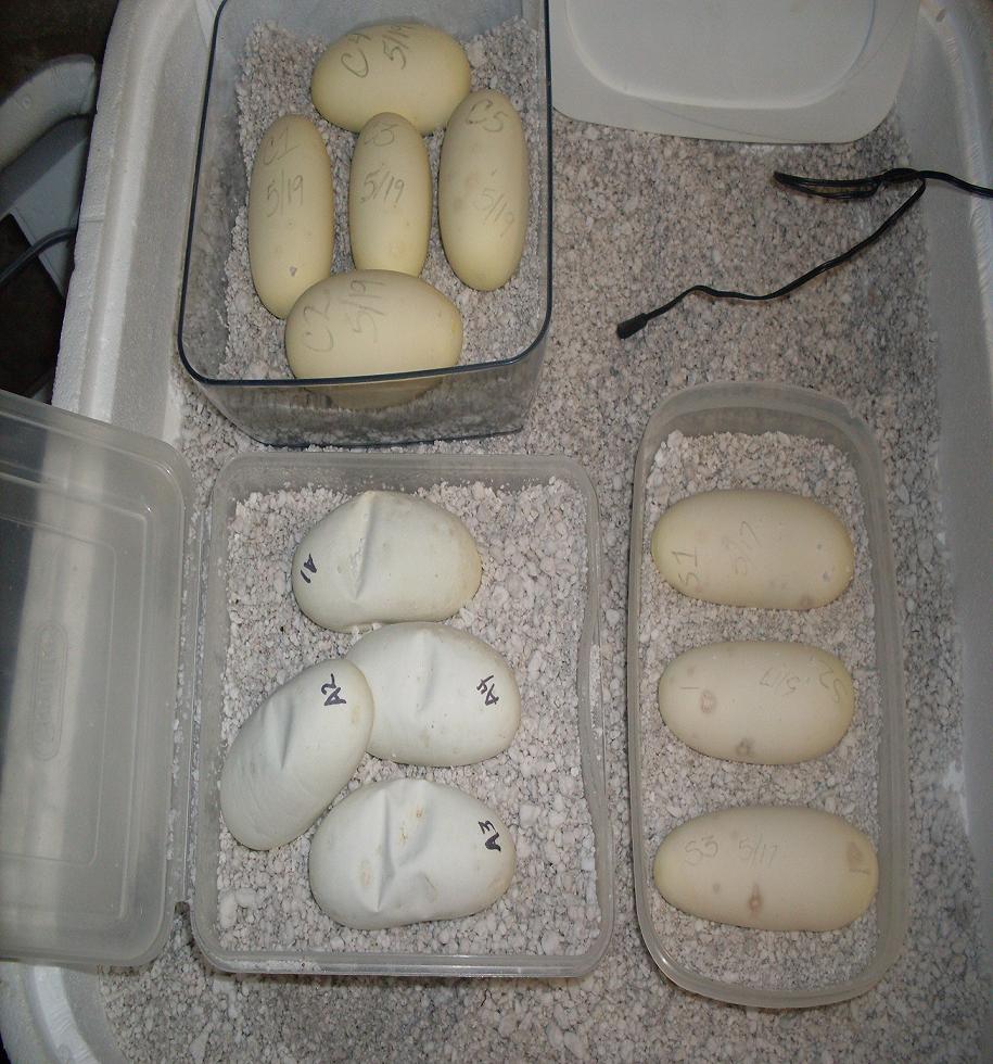 eggs