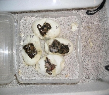 albino clutch