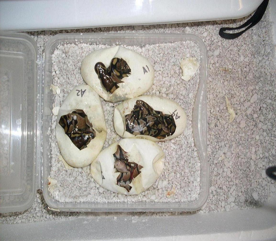 albino clutch