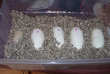 normal x mojave eggs 04/01/07
