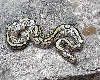mojave female