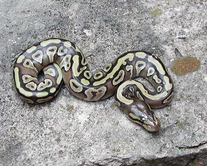 mojave female