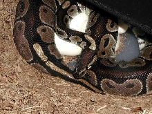 Gravid blackback
