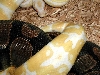 Albino breeding 1