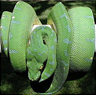 GTP