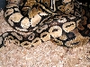 Pastels Breeding