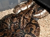 Spider X Het Albino