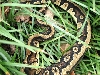 New female