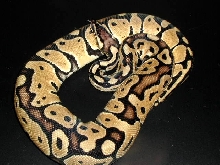 Female ball #2