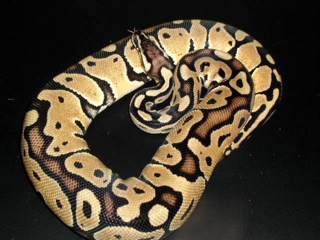 Female ball #2