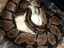red female