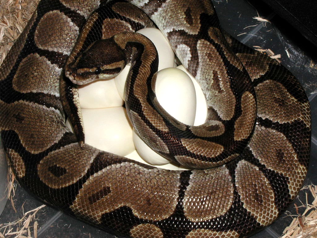 red female