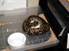 het albino