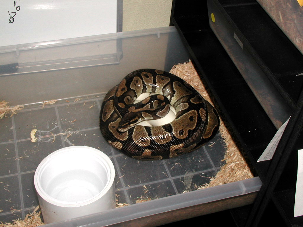 het albino