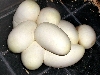 pretty ball eggs