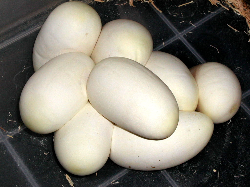 pretty ball eggs