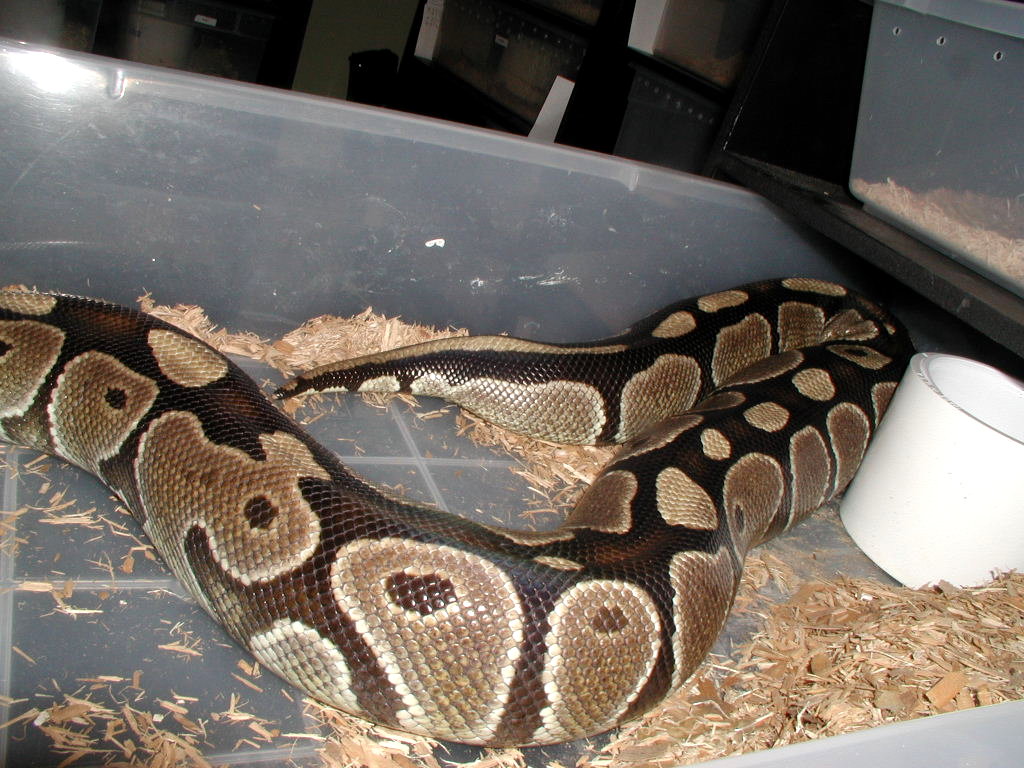 one big momma
