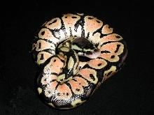1 day old pastel