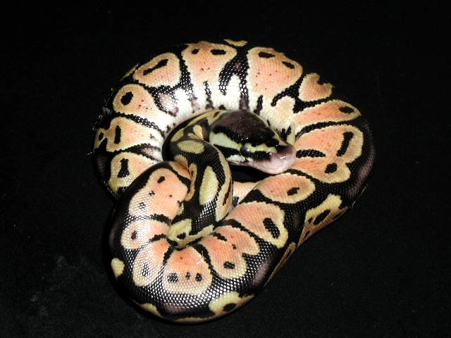 1 day old pastel