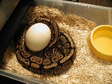 Huge ball python egg