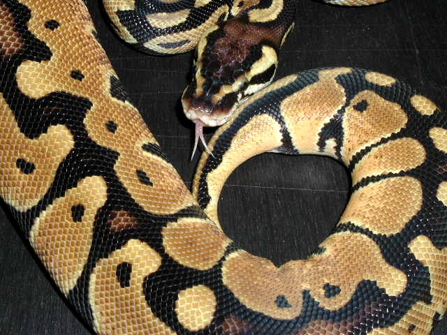 Female pastel