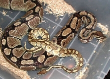 Lesser at work