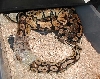 lemon male breeding woma female while shedding