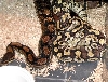 Mojave breeding 1