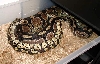 mojave male with huge female 4000 grams