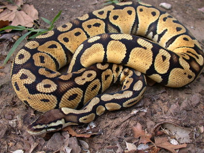 Male pastel 02