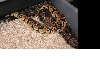 Lemon Pastel breeding