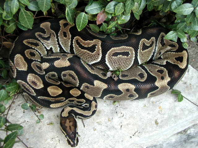 Spot Nose3