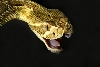 snakies 12