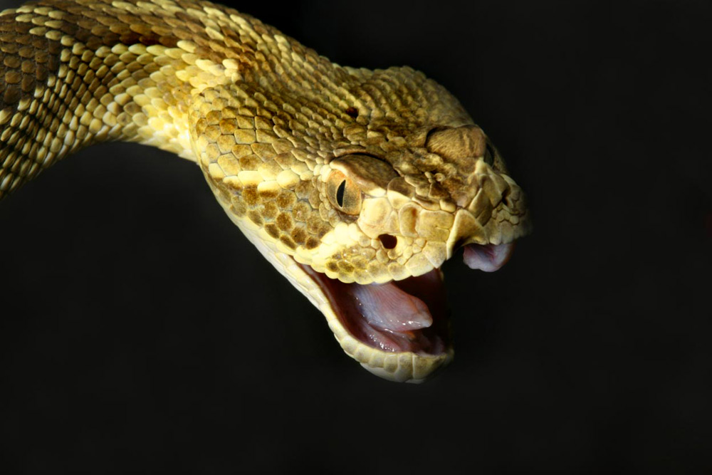 snakies 12