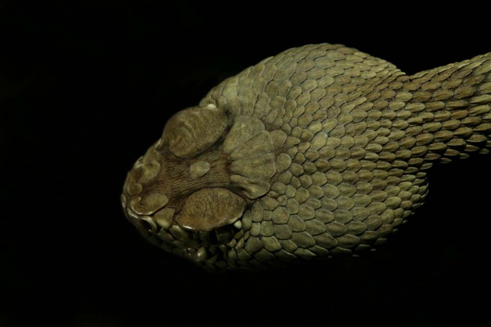 snakie 1