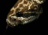 snakie 10
