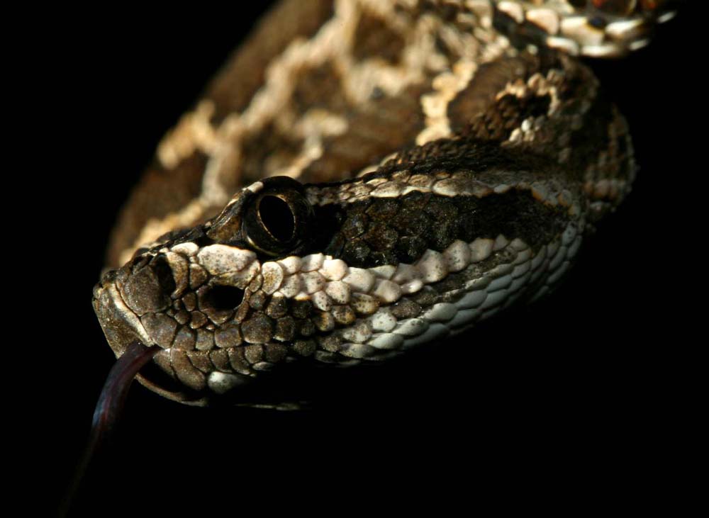 snakie 10