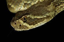 snakie 11