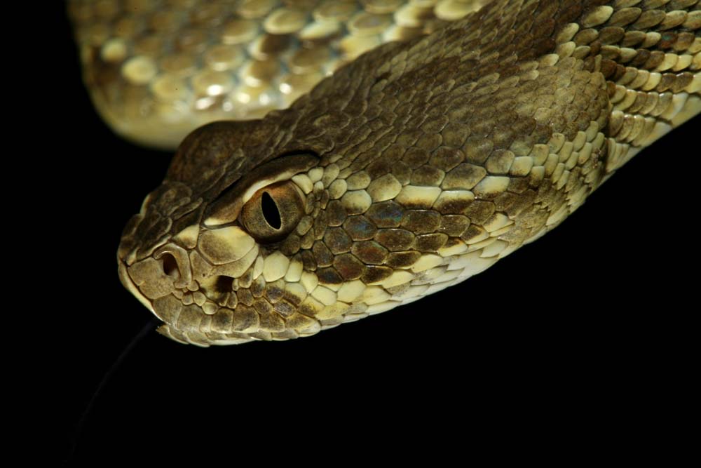 snakie 11