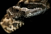 snakie 2