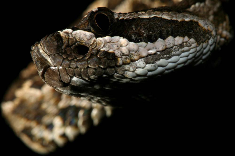 snakie 2