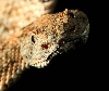 snakie 3