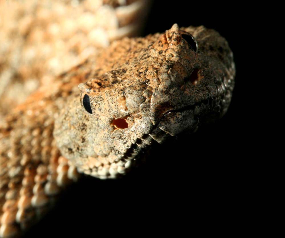 snakie 3