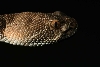 snakie 4