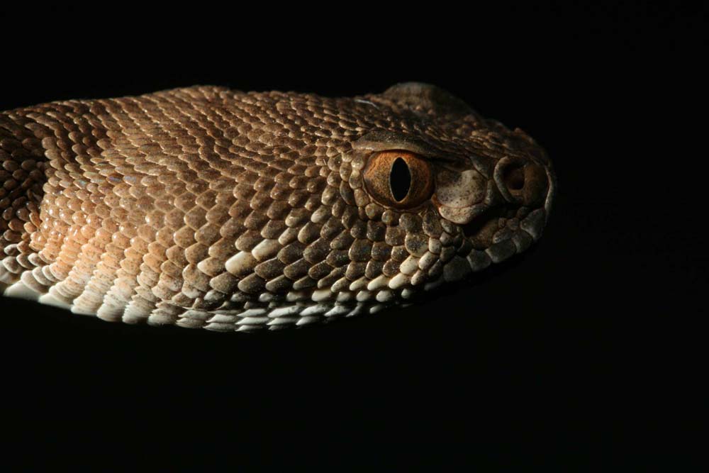 snakie 4