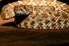 snakie 6