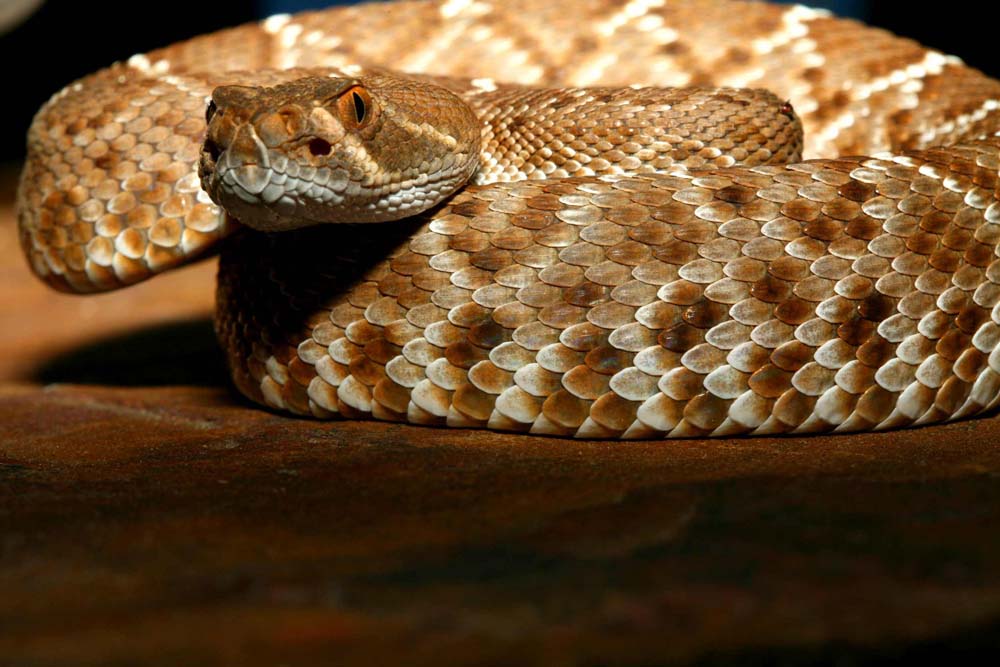 snakie 6