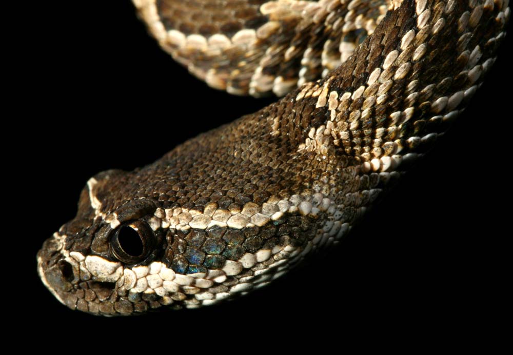 snakie 7