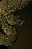 snakie 8